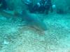 106 - Dive4-1 Cannery Bank