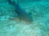 107 - Dive4-1 Cannery Bank