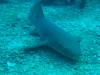 108 - Dive4-1 Cannery Bank