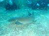 109 - Dive4-1 Cannery Bank