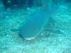 112 - Dive4-1 Cannery Bank