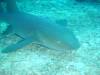 113 - Dive4-1 Cannery Bank