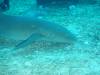 115 - Dive4-1 Cannery Bank