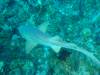 116 - Dive4-1 Cannery Bank