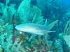 117 - Dive4-1 Cannery Bank