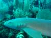 118 - Dive4-1 Cannery Bank