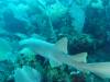 120 - Dive4-1 Cannery Bank