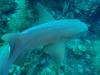121 - Dive4-1 Cannery Bank