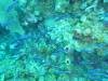 122 - Dive4-1 Cannery Bank