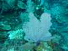 123 - Dive4-1 Cannery Bank