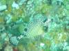 124 - Dive4-1 Cannery Bank