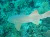 126 - Dive4-1 Cannery Bank