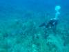 128 - Dive4-1 Cannery Bank