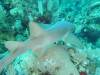131 - Dive4-1 Cannery Bank