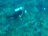 134 - Dive4-1 Cannery Bank
