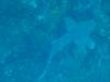 102 - Dive4-2 Cannery Bank