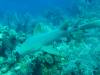 104 - Dive4-2 Cannery Bank