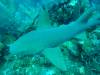 105 - Dive4-2 Cannery Bank