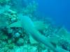 107 - Dive4-2 Cannery Bank