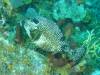 109 - Dive4-2 Cannery Bank