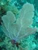 110 - Dive4-2 Cannery Bank