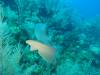 112 - Dive4-2 Cannery Bank