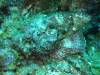 114 - Dive4-2 Cannery Bank