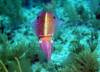 102 - Dive4-4 The Pinacle