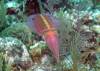 103 - Dive4-4 The Pinacle