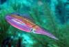 104 - Dive4-4 The Pinacle