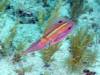 109 - Dive4-4 The Pinacle