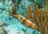 110 - Dive4-4 The Pinacle