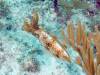 111 - Dive4-4 The Pinacle