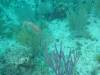 114 - Dive4-4 The Pinacle