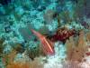 115 - Dive4-4 The Pinacle