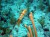 118 - Dive4-4 The Pinacle