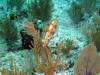 120 - Dive4-4 The Pinacle