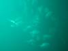 113 - Dive5-2 Spooky Channel