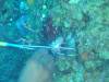 104 - Dive6-1 40ft Point