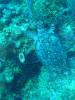 106 - Dive6-1 40ft Point