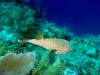 112 - Dive6-1 40ft Point