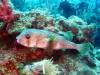 114 - Dive6-1 40ft Point