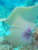 117 - Dive6-1 40ft Point