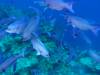 123 - Dive6-1 40ft Point