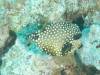 124 - Dive6-1 40ft Point