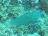 102 - Dive6-2 40ft Point