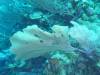 104 - Dive6-2 40ft Point