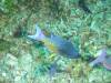 106 - Dive6-2 40ft Point