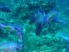 109 - Dive6-2 40ft Point