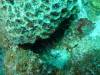 110 - Dive6-2 40ft Point
